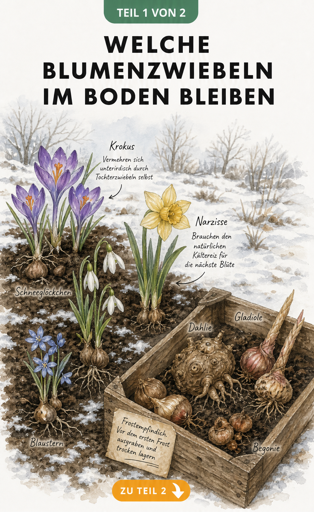 Botanische Illustration von winterharten Blumenzwiebeln wie Krokus und Narzisse in der Erde sowie frostempfindlichen Dahlien in einer Holzkiste.