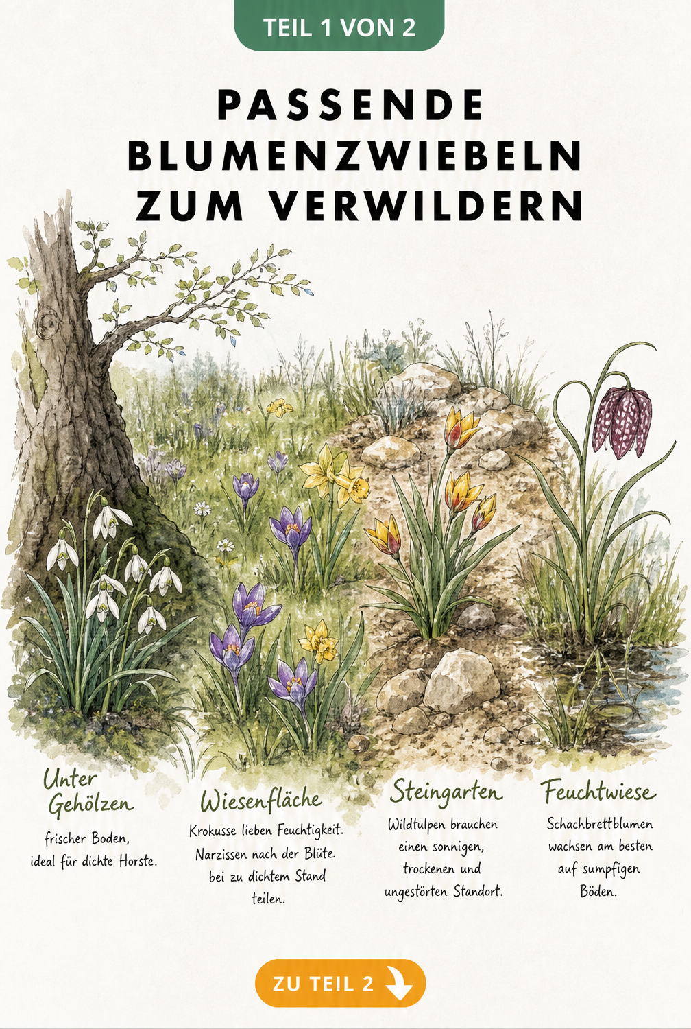 Illustration verschiedener Gartenbereiche mit passenden Blumenzwiebeln zum Verwildern wie Schneeglöckchen, Krokusse, Wildtulpen und Schachbrettblumen