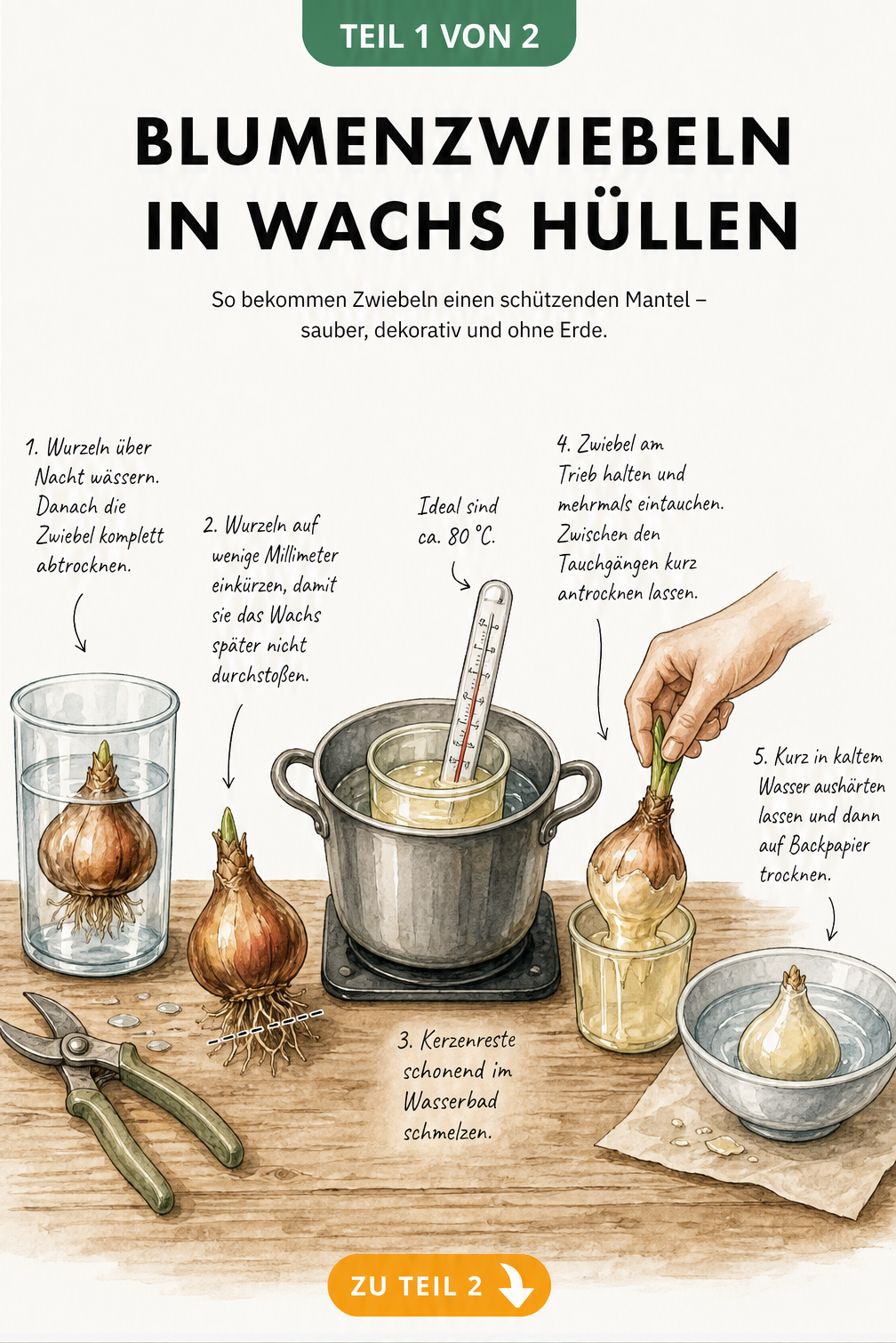 Illustration der Arbeitsschritte zum Wachsen von Blumenzwiebeln: Wurzeln kürzen, Wachs schmelzen und Zwiebel eintauchen.