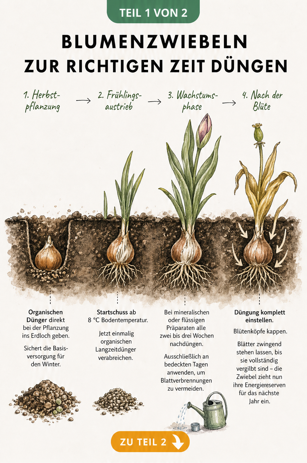 Illustration der vier Wachstumsphasen einer Blumenzwiebel im Boden mit Düngehinweisen