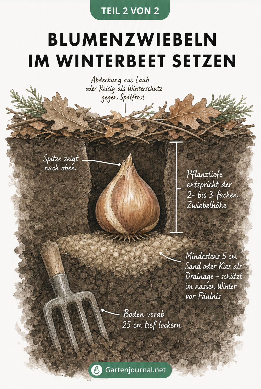 Querschnitt durch das Erdreich mit einer Blumenzwiebel, Drainage-Schicht und Laubabdeckung.