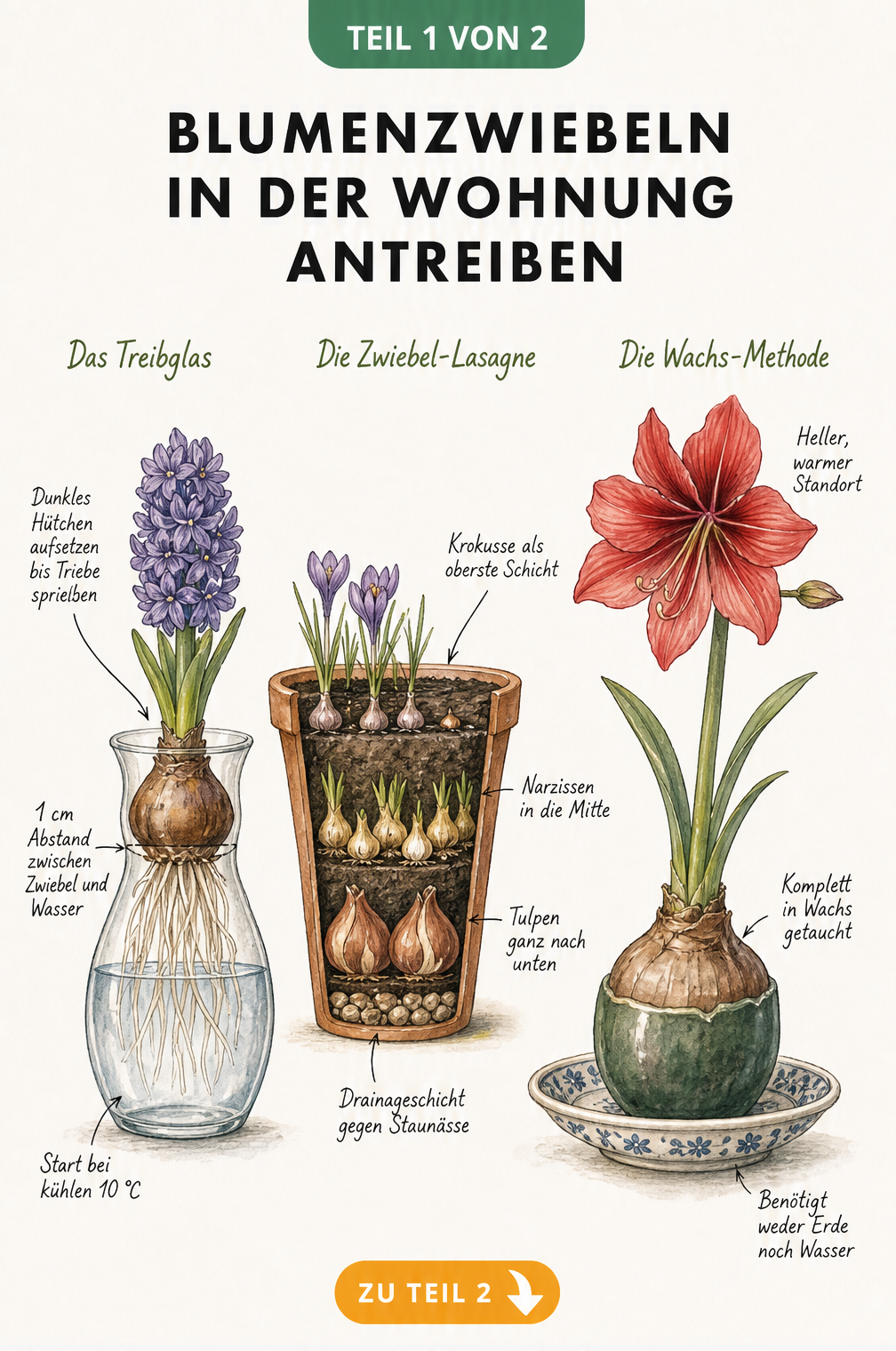 Illustration von drei Methoden zum Antreiben von Blumenzwiebeln in der Wohnung: Treibglas, Zwiebel-Lasagne im Topf und Wachs-Methode