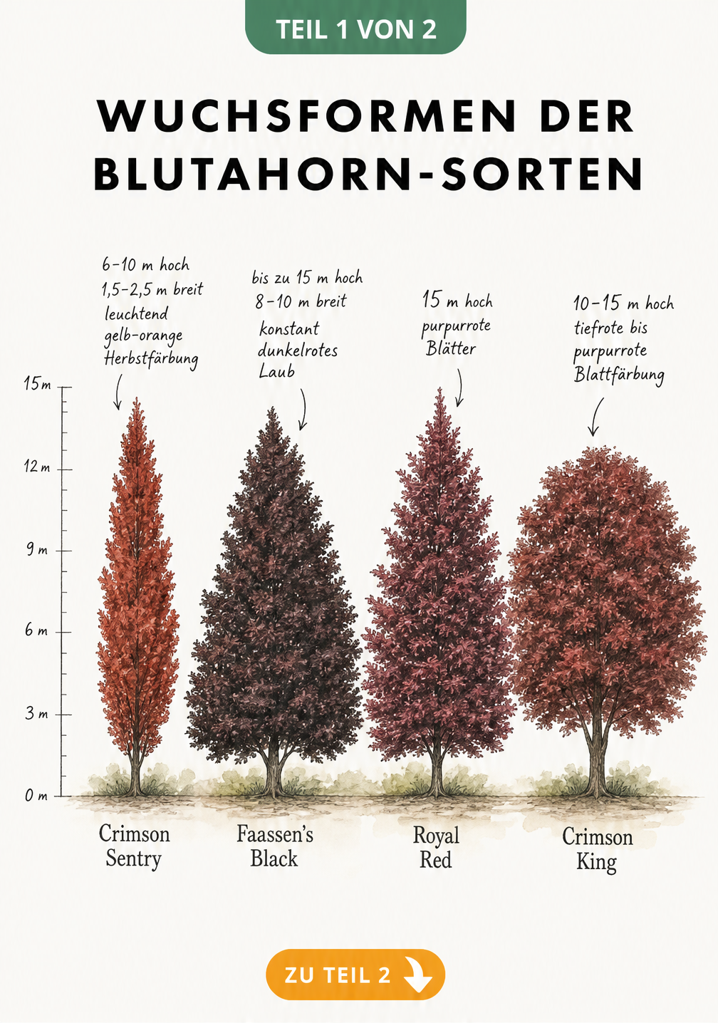 Illustration von vier Blutahorn-Sorten mit ihren Wuchshöhen und Kronenformen im Vergleich