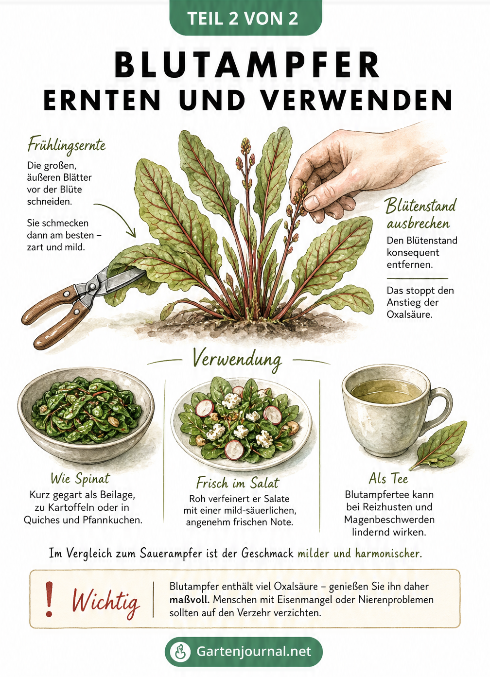 Illustration zur Ernte von Blutampfer-Blättern und dem Ausbrechen der Blüten, mit Hinweisen zur Verwendung