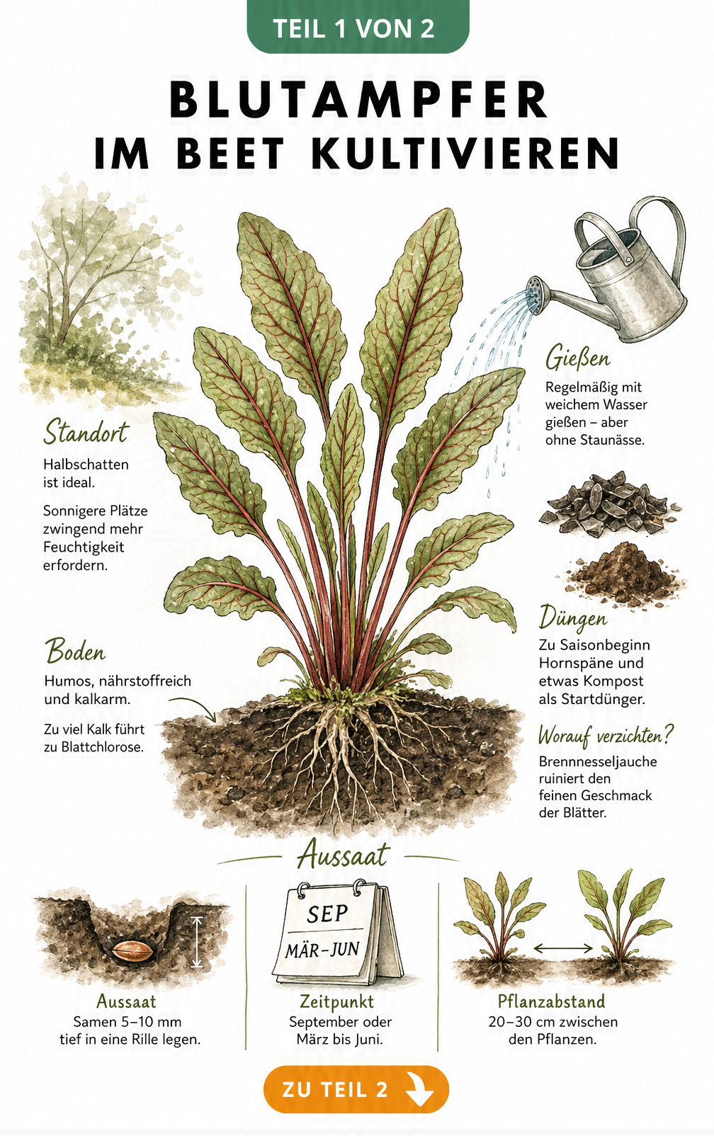 Botanische Illustration eines Blutampfers mit Wurzelballen, Hinweisen zu Standort, Boden und Aussaat
