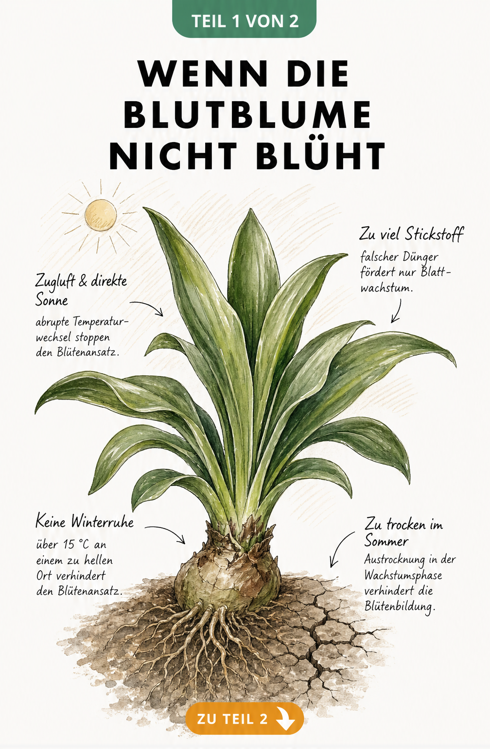 Botanische Illustration einer Blutblume ohne Blüte mit Hinweisen auf Pflegefehler wie fehlende Winterruhe, falschen Dünger und Austrocknen
