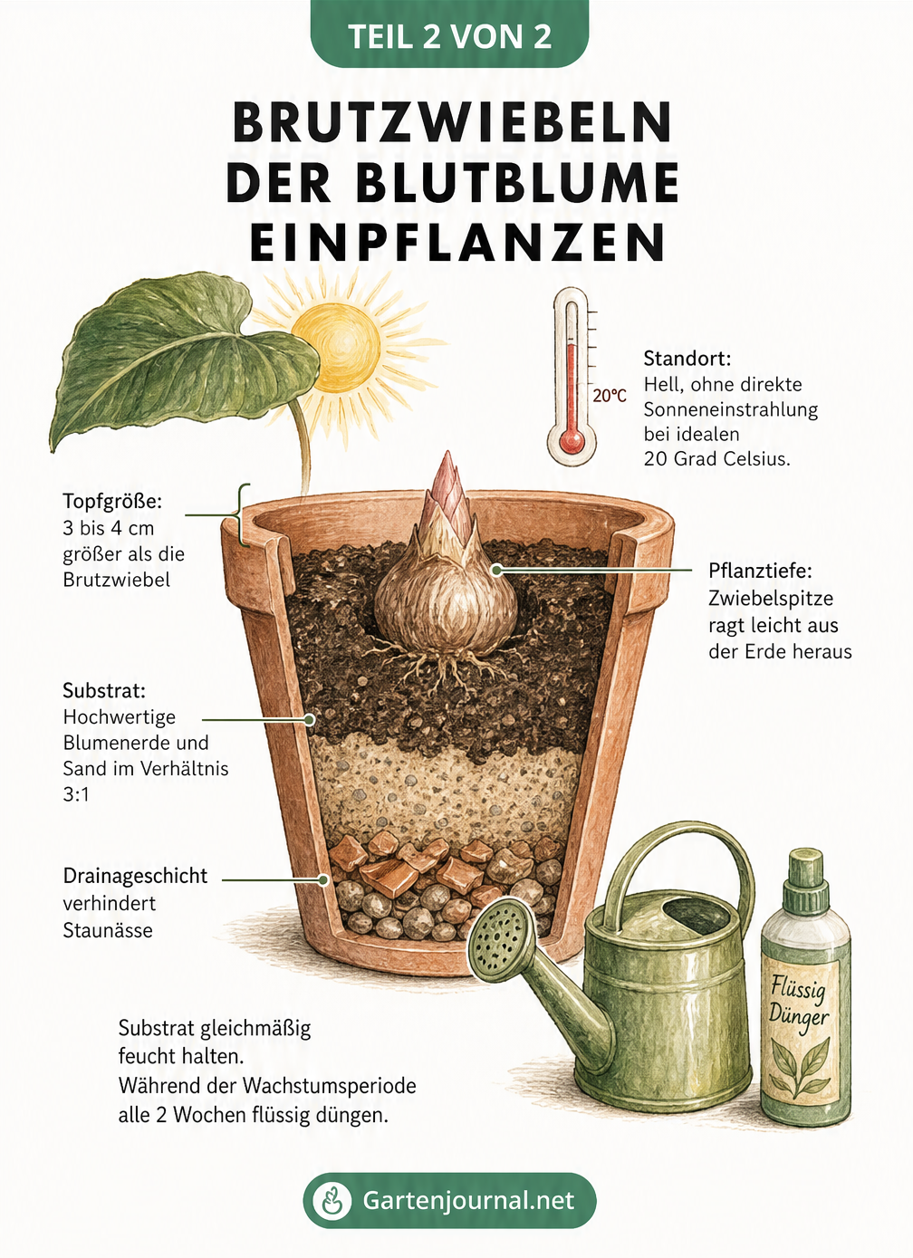 Querschnitt eines bepflanzten Terrakotta-Topfes mit einer Brutzwiebel der Blutblume, der Pflanztiefe, Substrat und Drainageschicht zeigt.