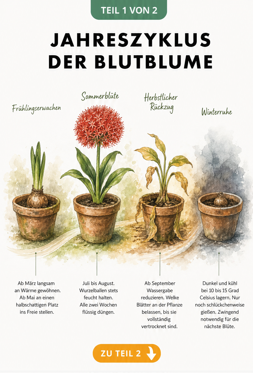 Aquarell-Illustration des Jahreszyklus der Blutblume in vier Entwicklungsstadien von Frühling bis Winter