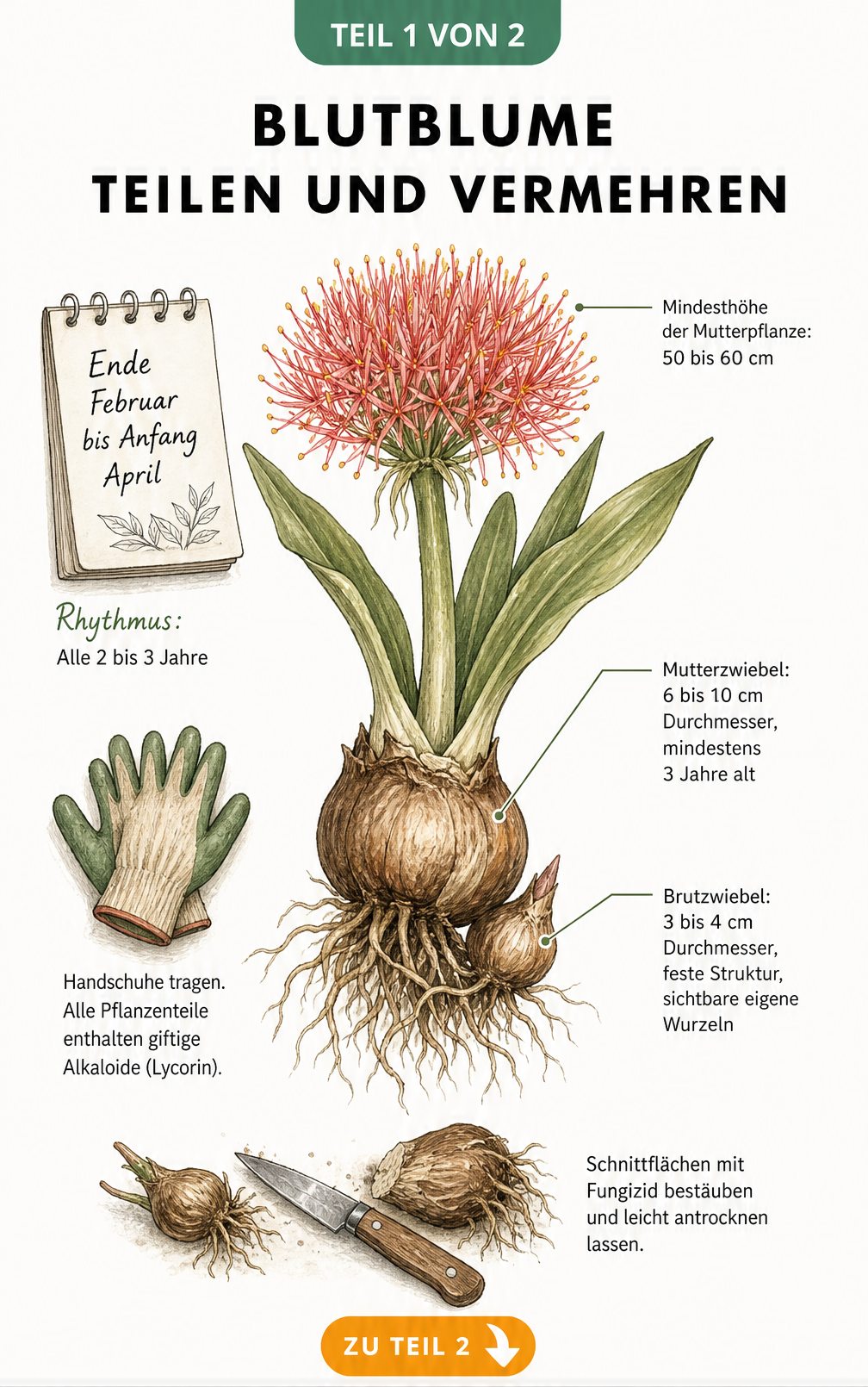 Botanische Illustration einer Blutblume mit Zwiebel und Brutzwiebel, Kalenderblatt für Teilungszeitraum und Hinweisen zu Größe und Giftigkeit.