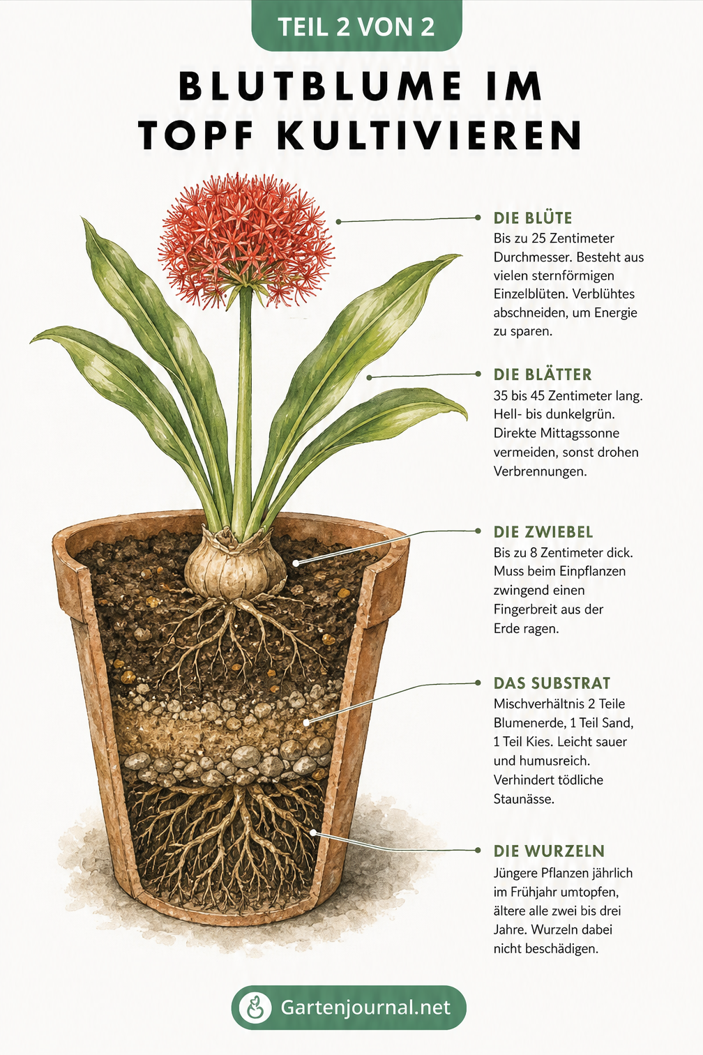 Querschnitt-Illustration einer Blutblume im Topf mit Details zu Blüte, Blättern, Zwiebel, Substrat und Wurzeln