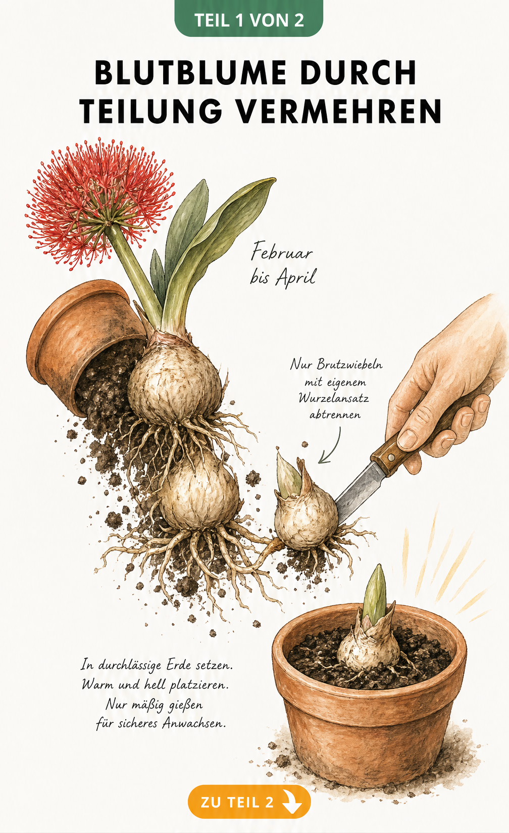 Botanische Illustration der Blutblume bei der Teilung der Mutterzwiebel im Frühjahr