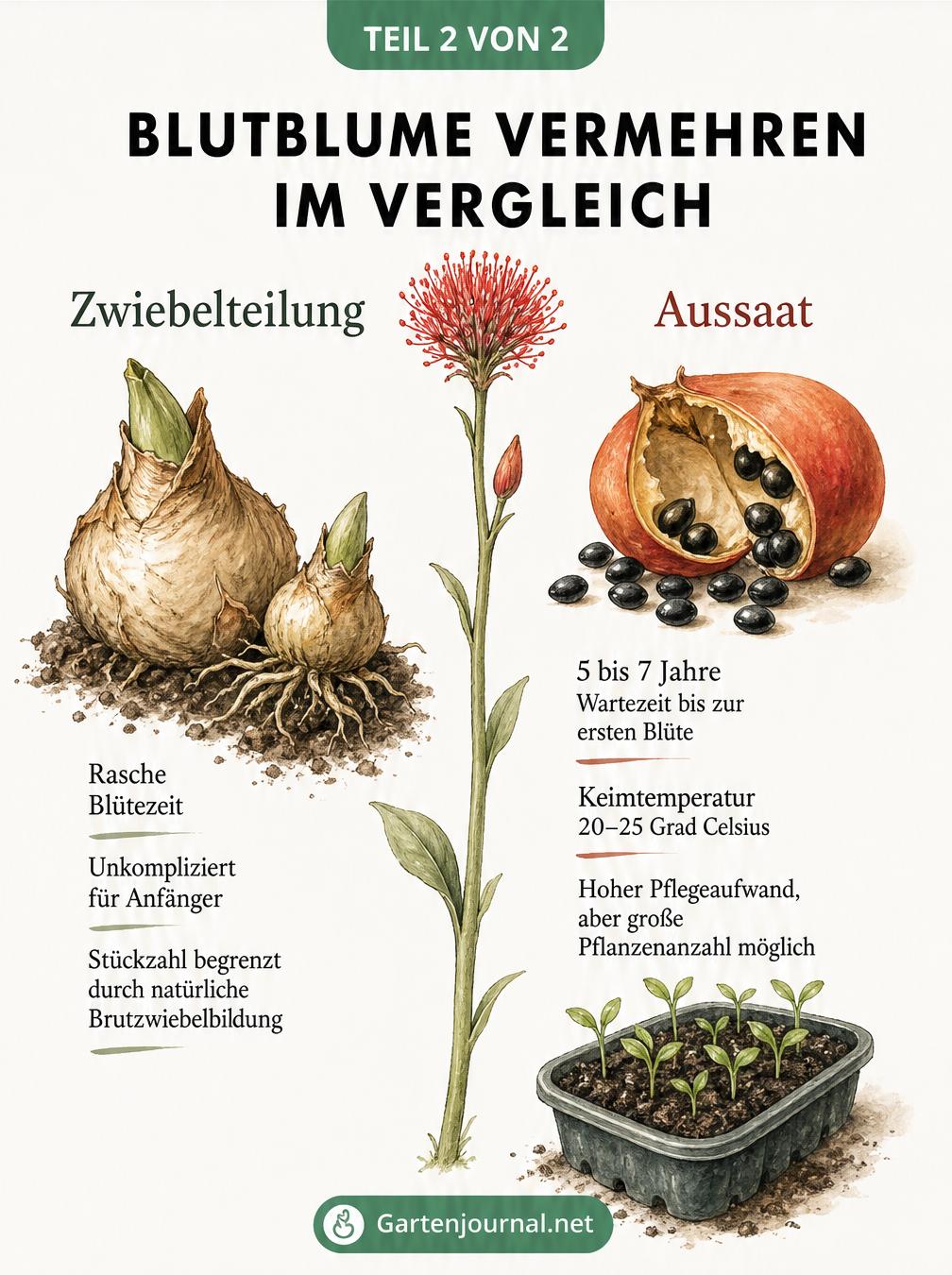 Vergleich der Vermehrungsmethoden für Blutblumen: Teilung der Zwiebel versus Aussaat der Samen