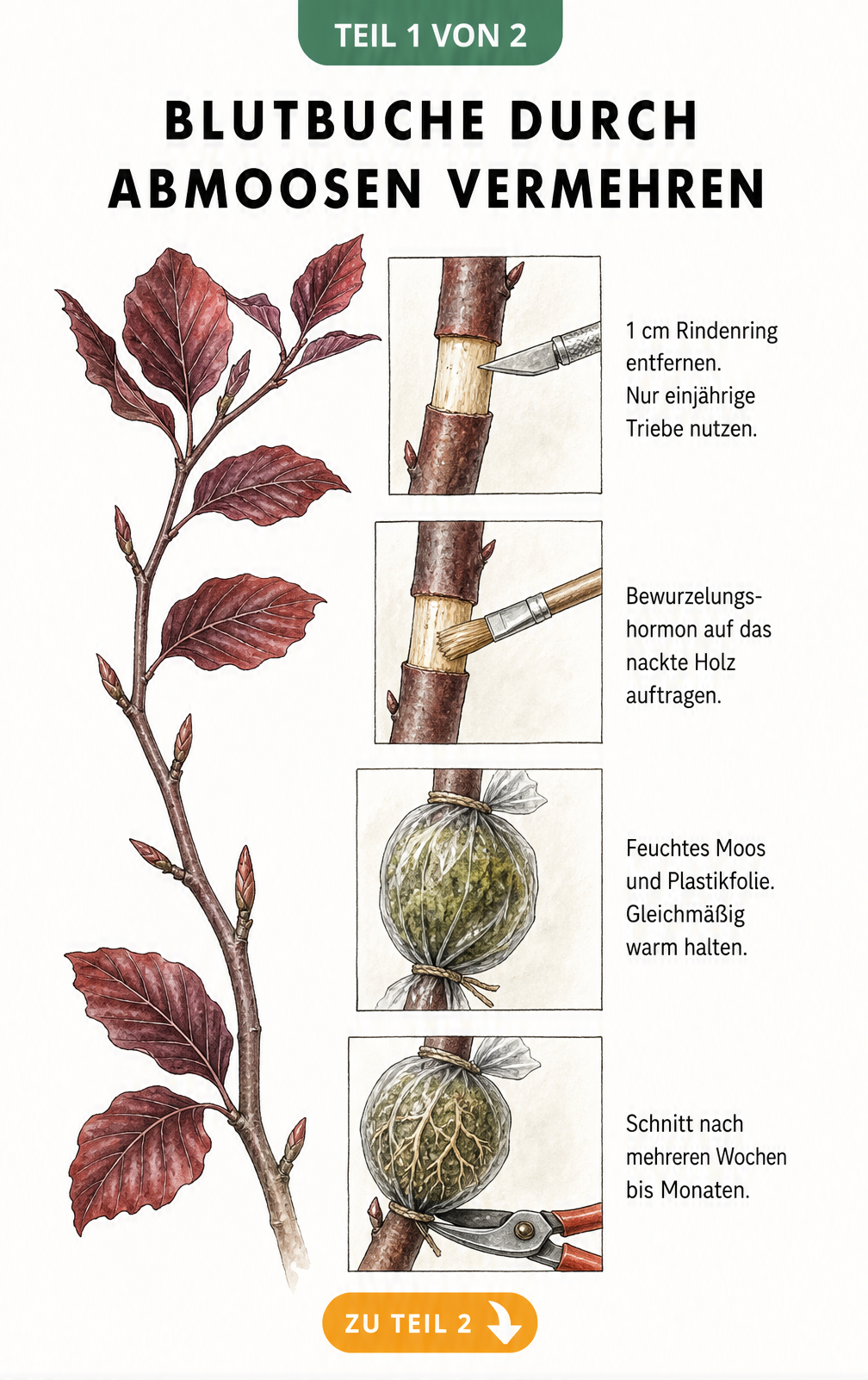Illustration der vier Phasen beim Abmoosen einer Blutbuche: Rindenring entfernen, Bewurzelungshormon auftragen, mit Moos umwickeln und Ast abtrennen.