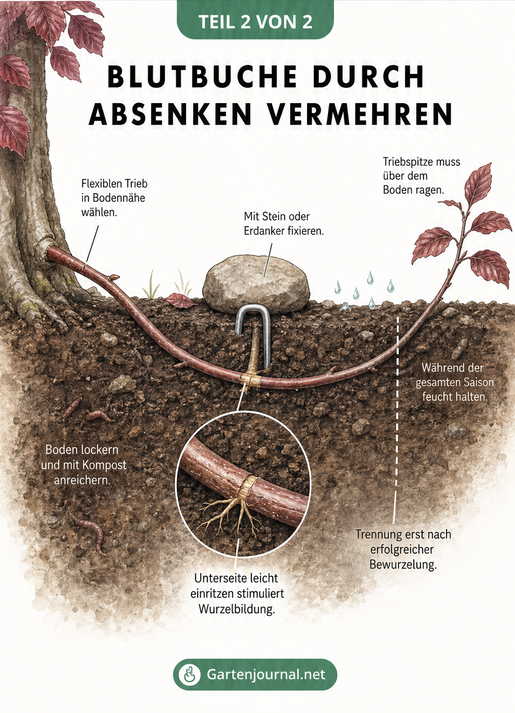 Schnittzeichnung, die das Absenken eines Blutbuchen-Triebs in die Erde zeigt, inklusive Fixierung mit einem Stein und Einritzen der Rinde.