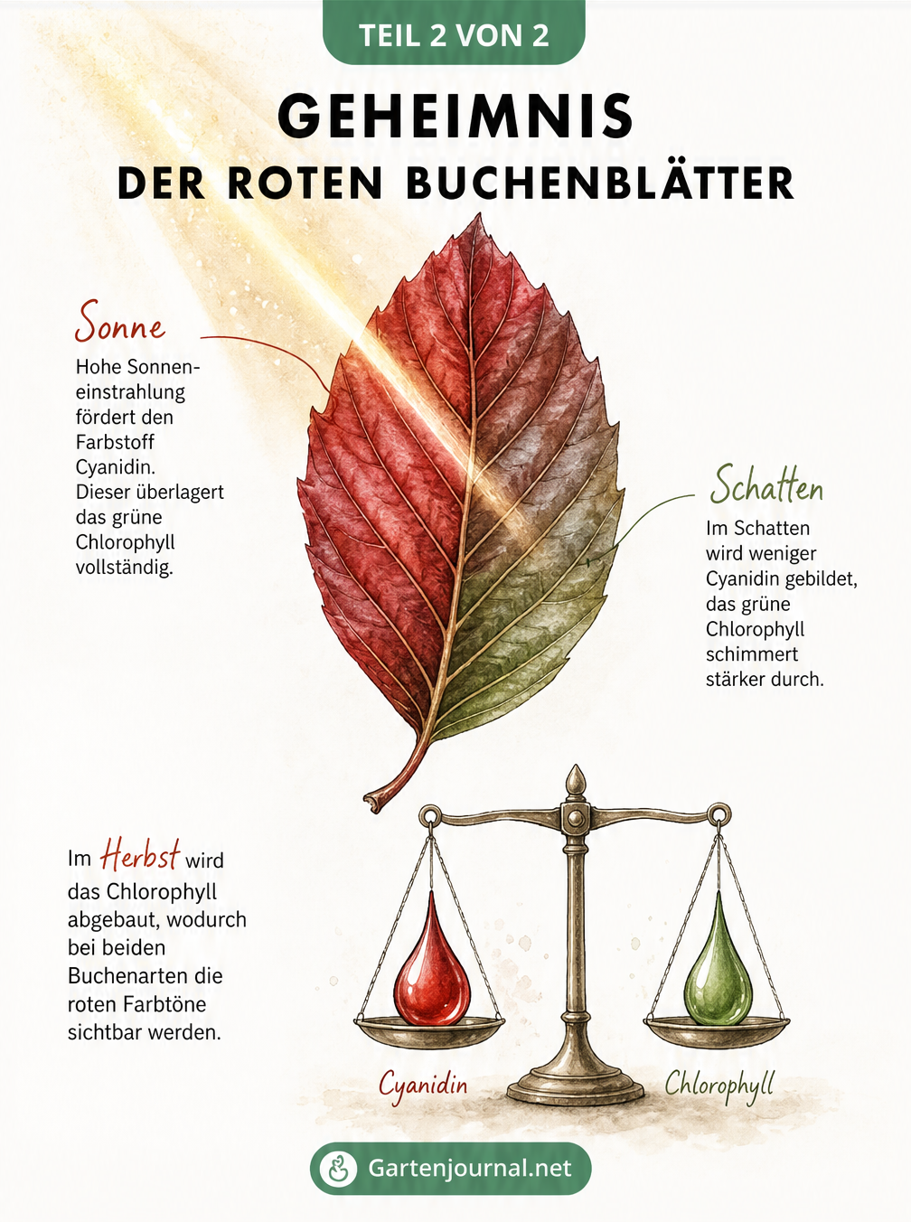 Illustration eines Blutbuchenblattes, das den Einfluss von Sonne und Schatten auf die Bildung von Cyanidin und Chlorophyll zeigt