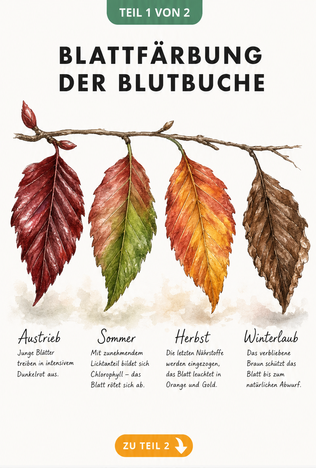 Illustration eines Buchenzweigs, der den Farbwechsel der Blutbuche vom roten Austrieb über das rötlich-grüne Sommerlaub bis zum braunen Winterlaub zeigt.