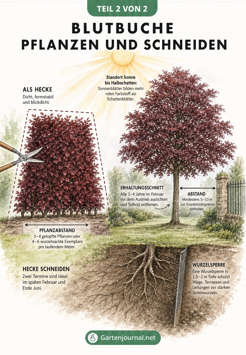 Illustration zur Pflanzung und zum Schnitt der Blutbuche als Hecke und Solitärbaum
