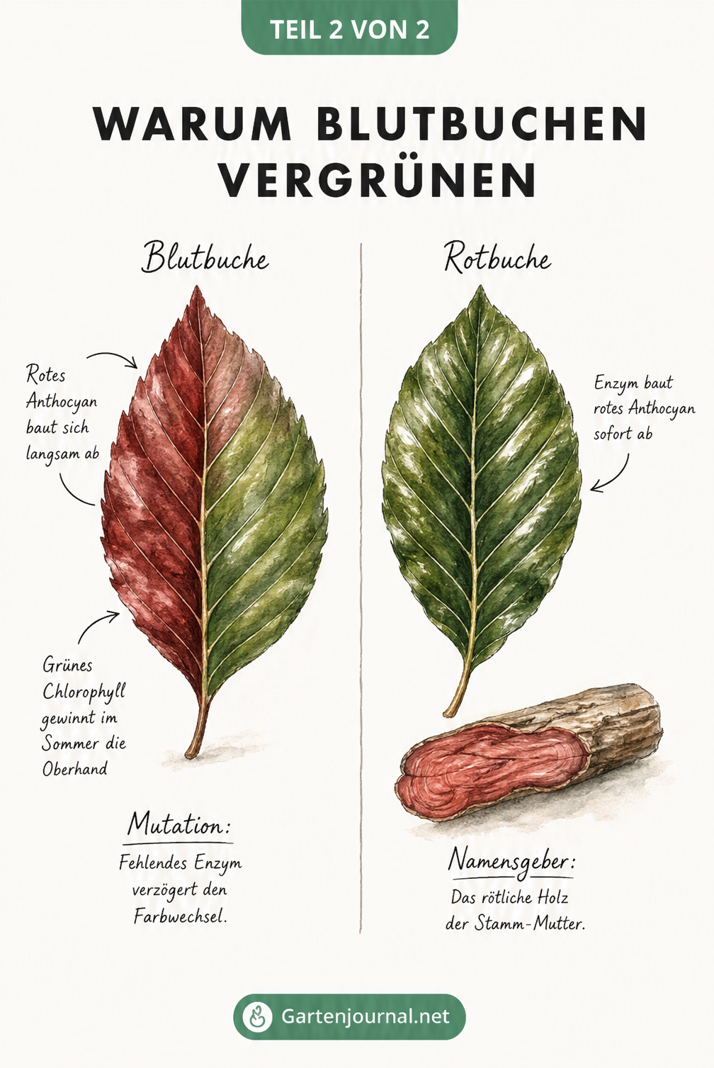 Gegenüberstellung eines halb roten, halb grünen Blutbuchenblattes und eines grünen Rotbuchenblattes mit Erklärungen zum Anthocyan-Abbau.