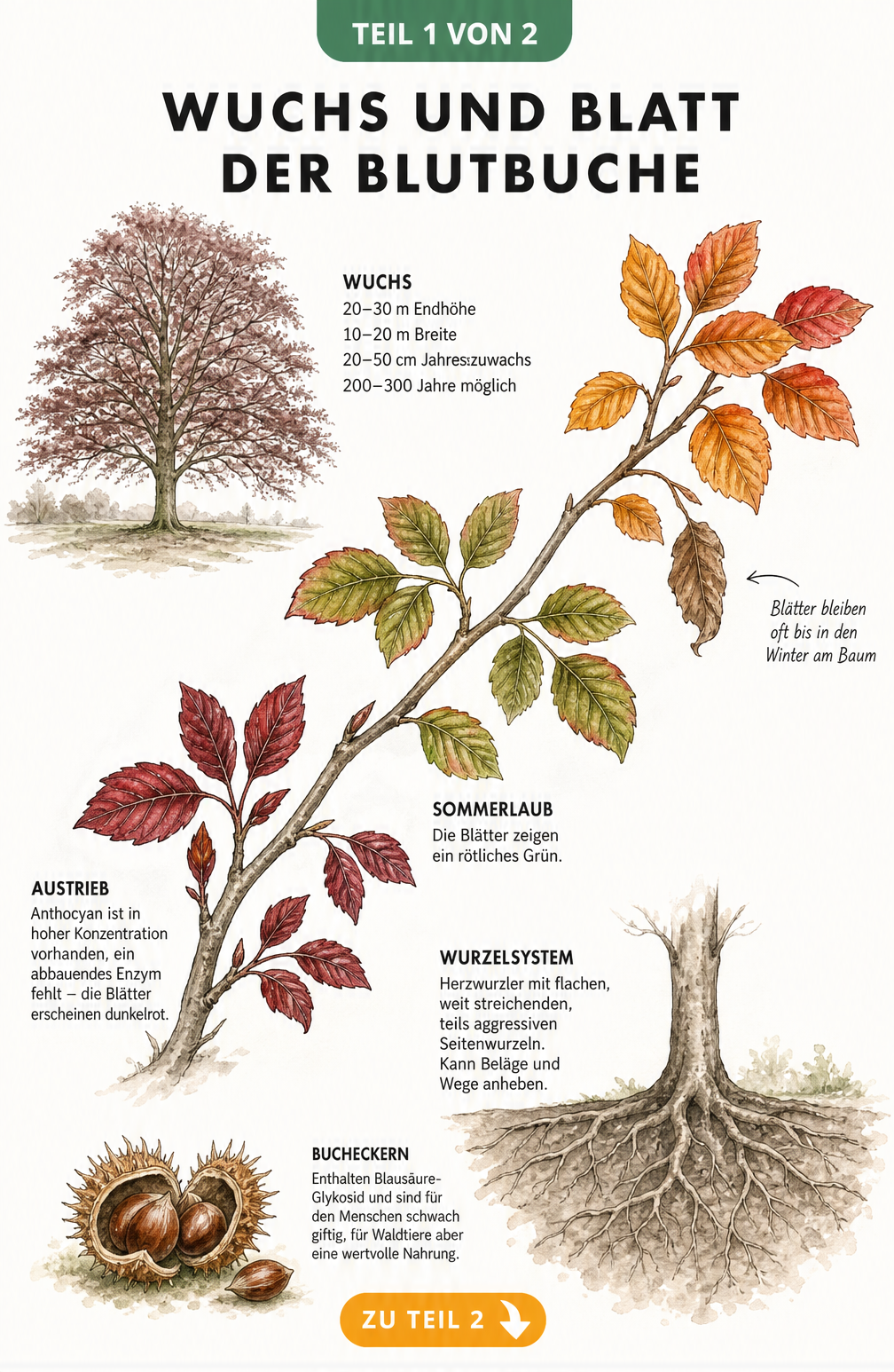 Botanische Illustration der Blutbuche mit Wuchsdaten, Blattfärbung im Jahresverlauf und Wurzelsystem