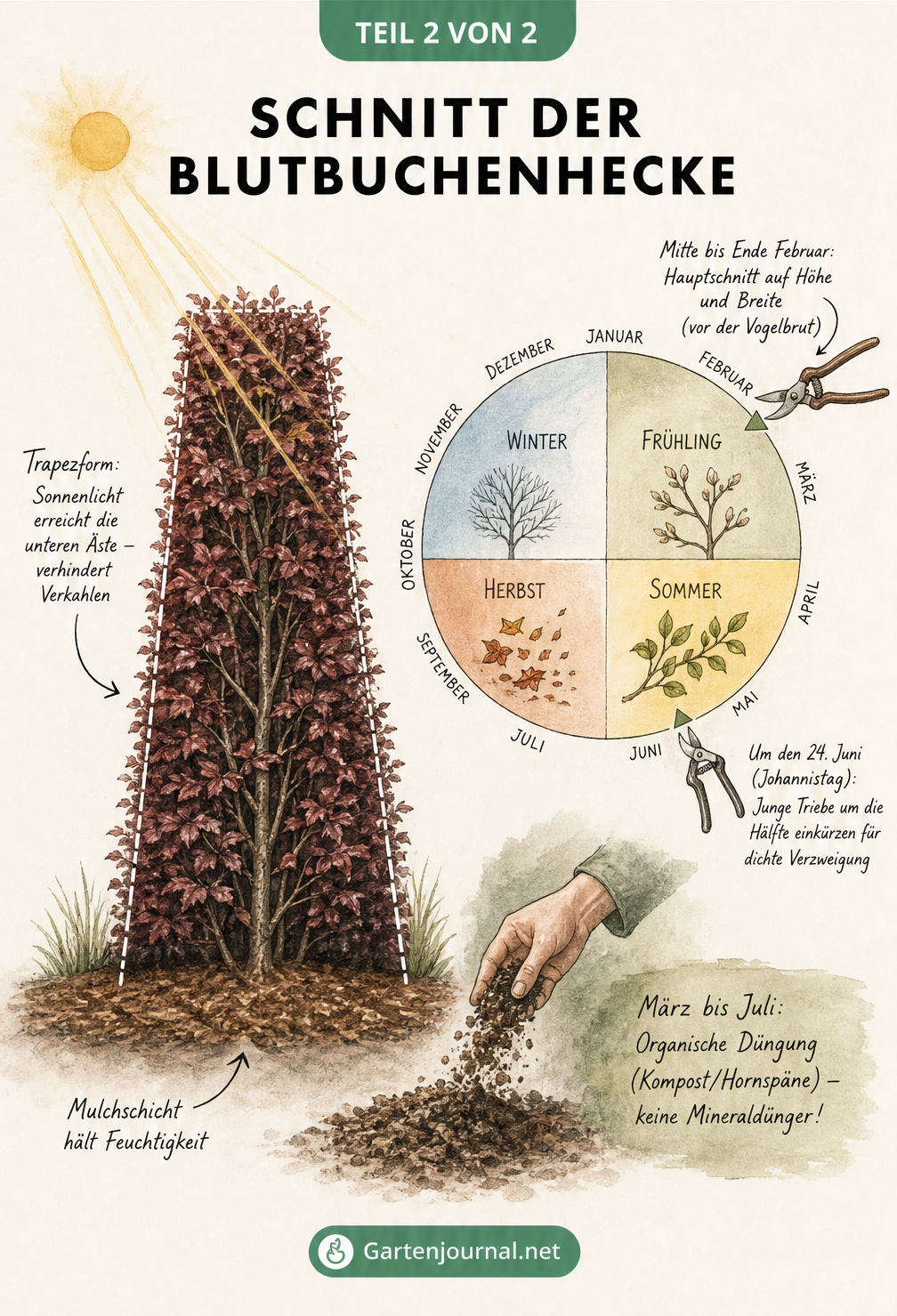Illustration einer Blutbuchenhecke im Querschnitt mit Trapezform und einem Jahreskalender für den perfekten Schnittzeitpunkt
