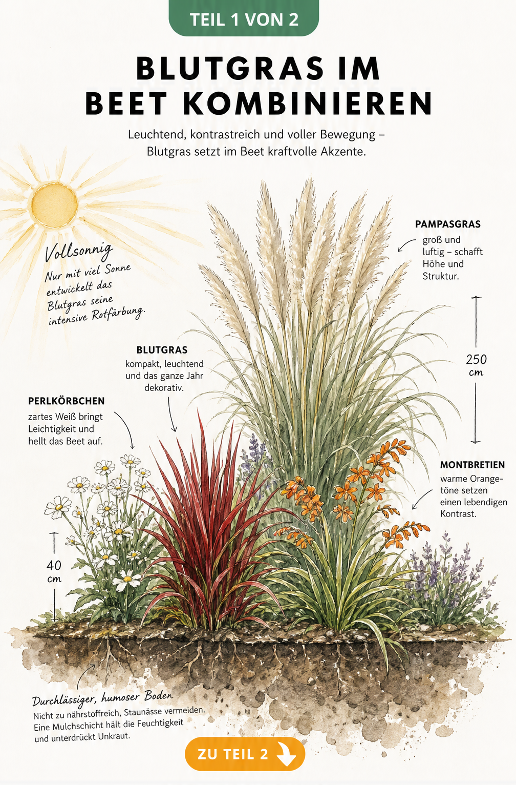 Botanische Querschnitt-Illustration eines Gartenbeets mit rotem Blutgras, weißen Perlkörbchen, orangefarbenen Montbretien und hohem Pampasgras