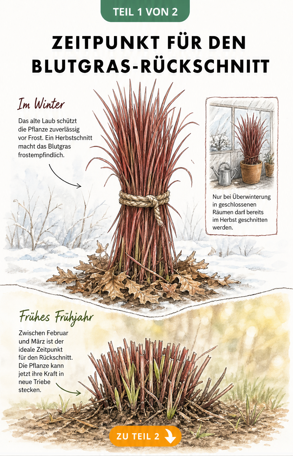 Illustration des Blutgrases im Winter und Frühjahr, die den idealen Zeitpunkt für den Rückschnitt zeigt