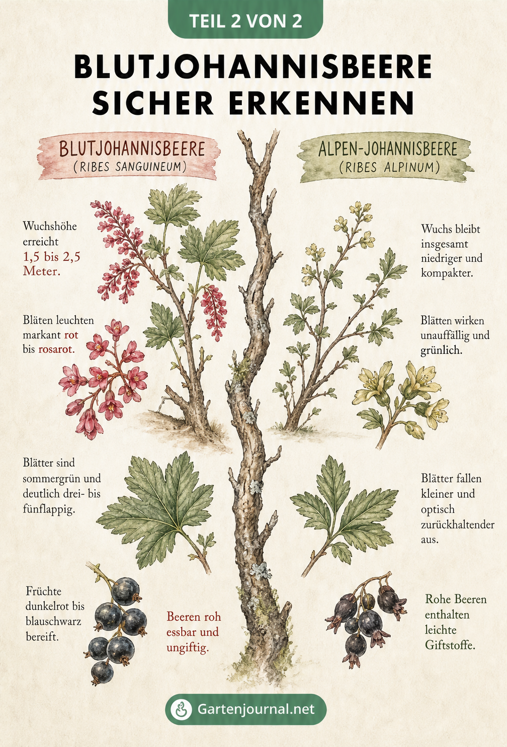 Vergleich der Blutjohannisbeere und Alpen-Johannisbeere mit Details zu Blüten und Blättern