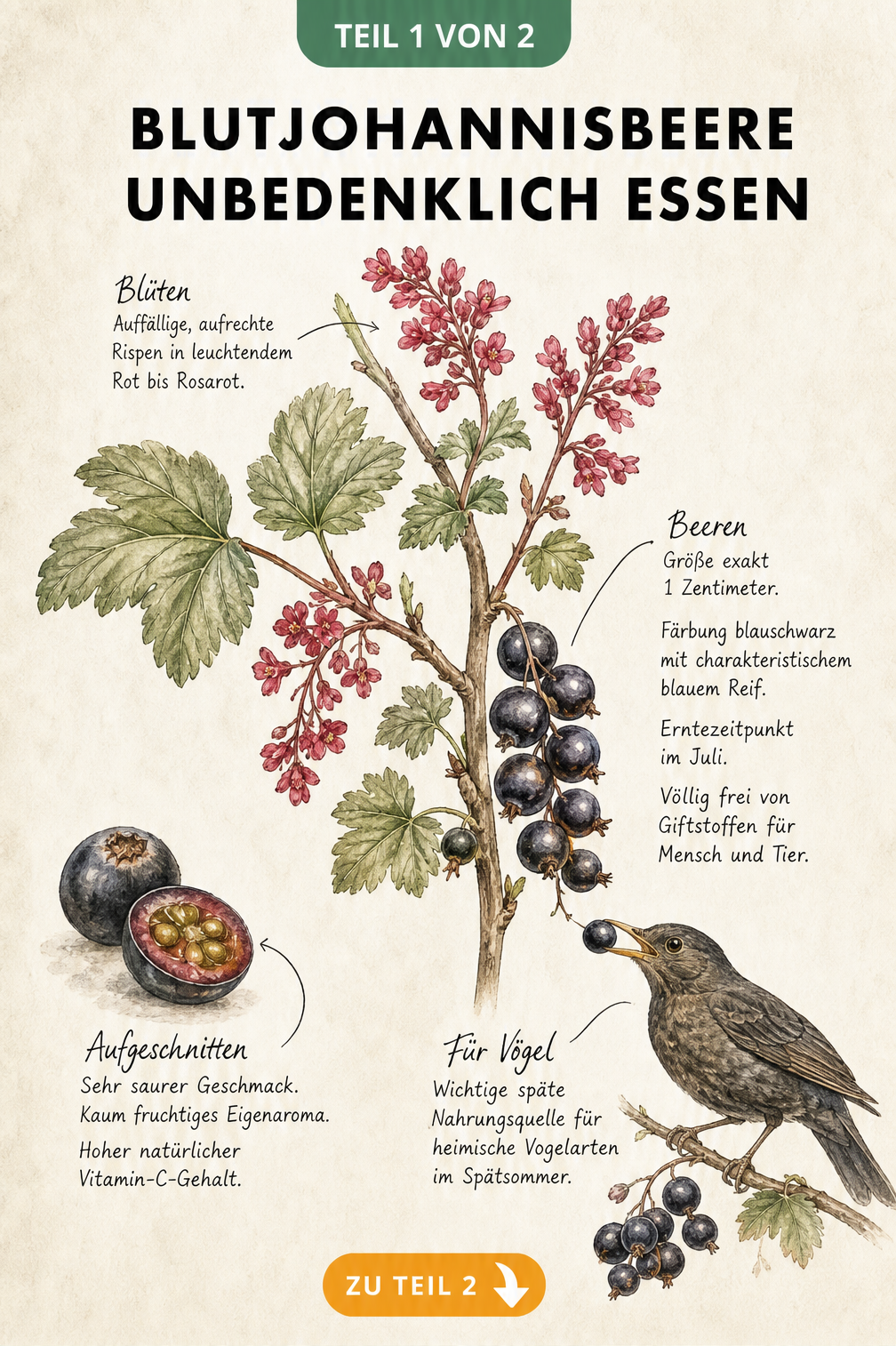 Botanische Illustration eines Blutjohannisbeeren-Zweigs mit roten Blüten und blauschwarzen Beeren