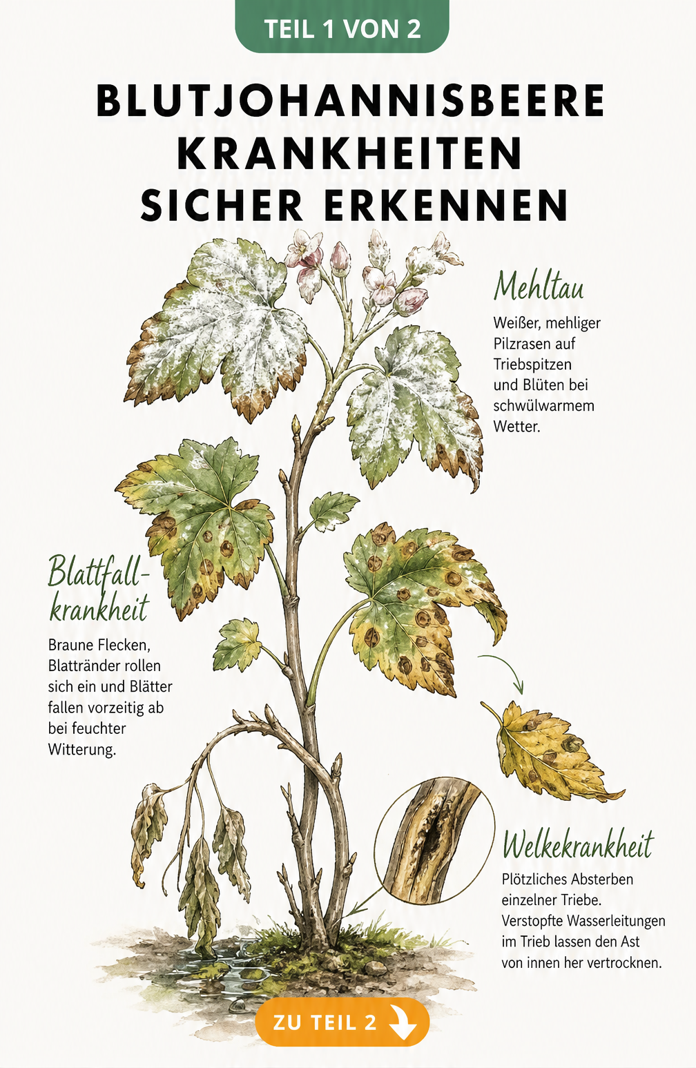 Botanische Illustration eines Blutjohannisbeeren-Zweigs mit Symptomen von Mehltau, Blattfallkrankheit und Welkekrankheit