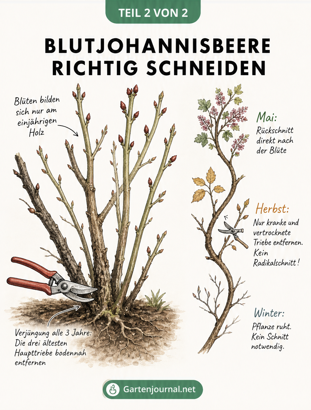 Detaillierte Zeichnung zum richtigen Rückschnitt der Blutjohannisbeere, die zeigt, dass Blüten am einjährigen Holz wachsen und alte Triebe entfernt werden...