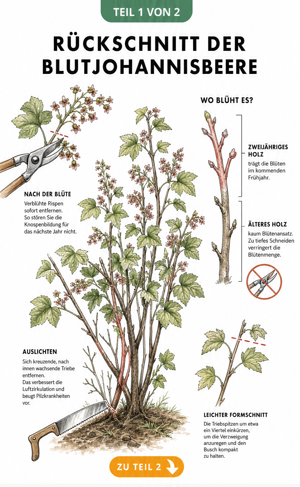 Botanische Illustration eines Blutjohannisbeeren-Strauchs mit Anleitung zum Rückschnitt nach der Blüte und Auslichten
