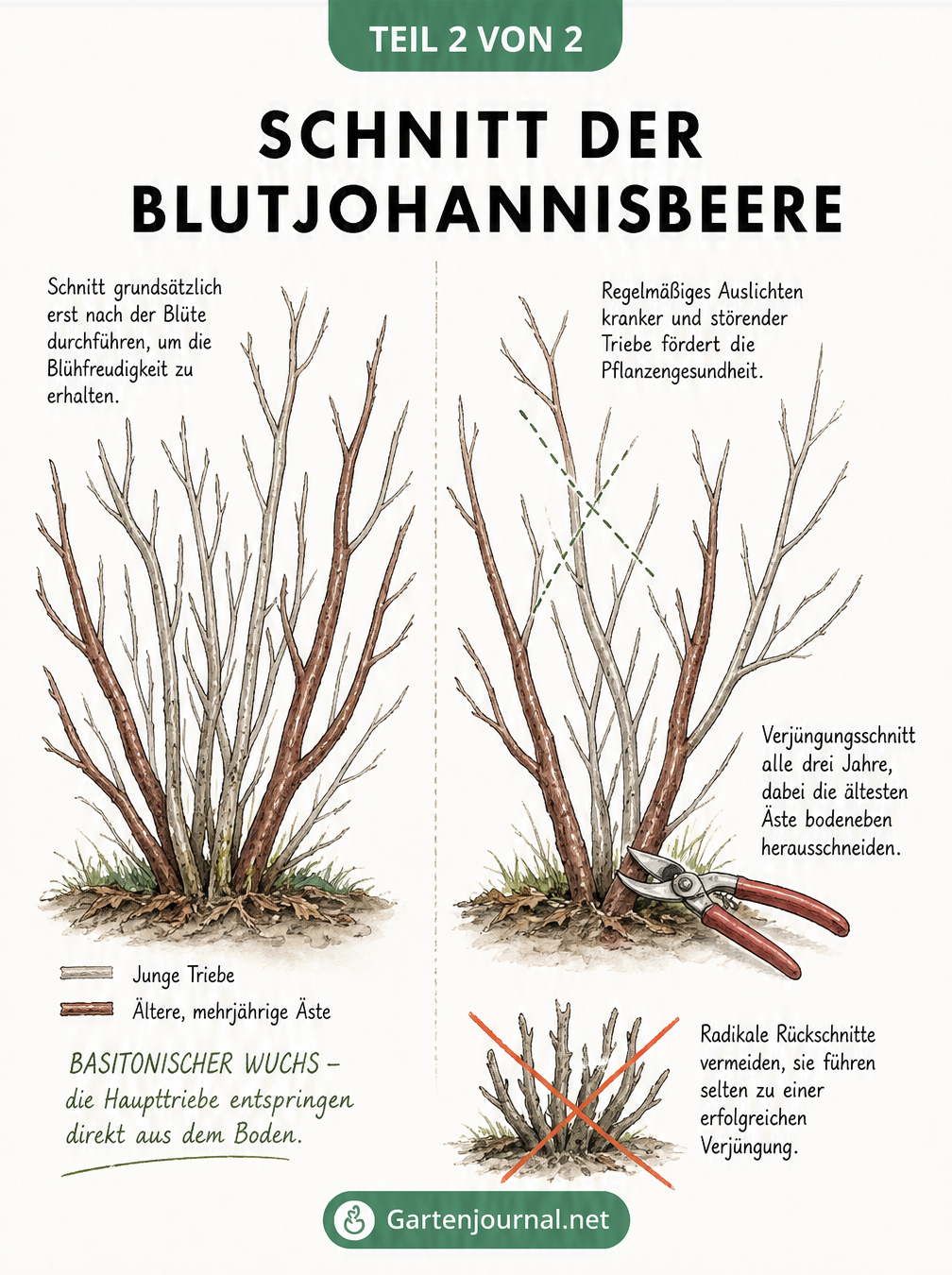Skizze zum richtigen Schnitt der Blutjohannisbeere mit Vorher-Nachher-Vergleich und Anleitung zum Verjüngungsschnitt