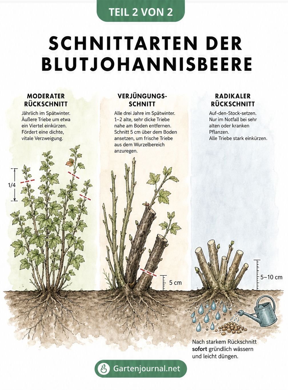 Illustration von drei Schnittarten der Blutjohannisbeere: moderater Rückschnitt, Verjüngungsschnitt und radikaler Schnitt