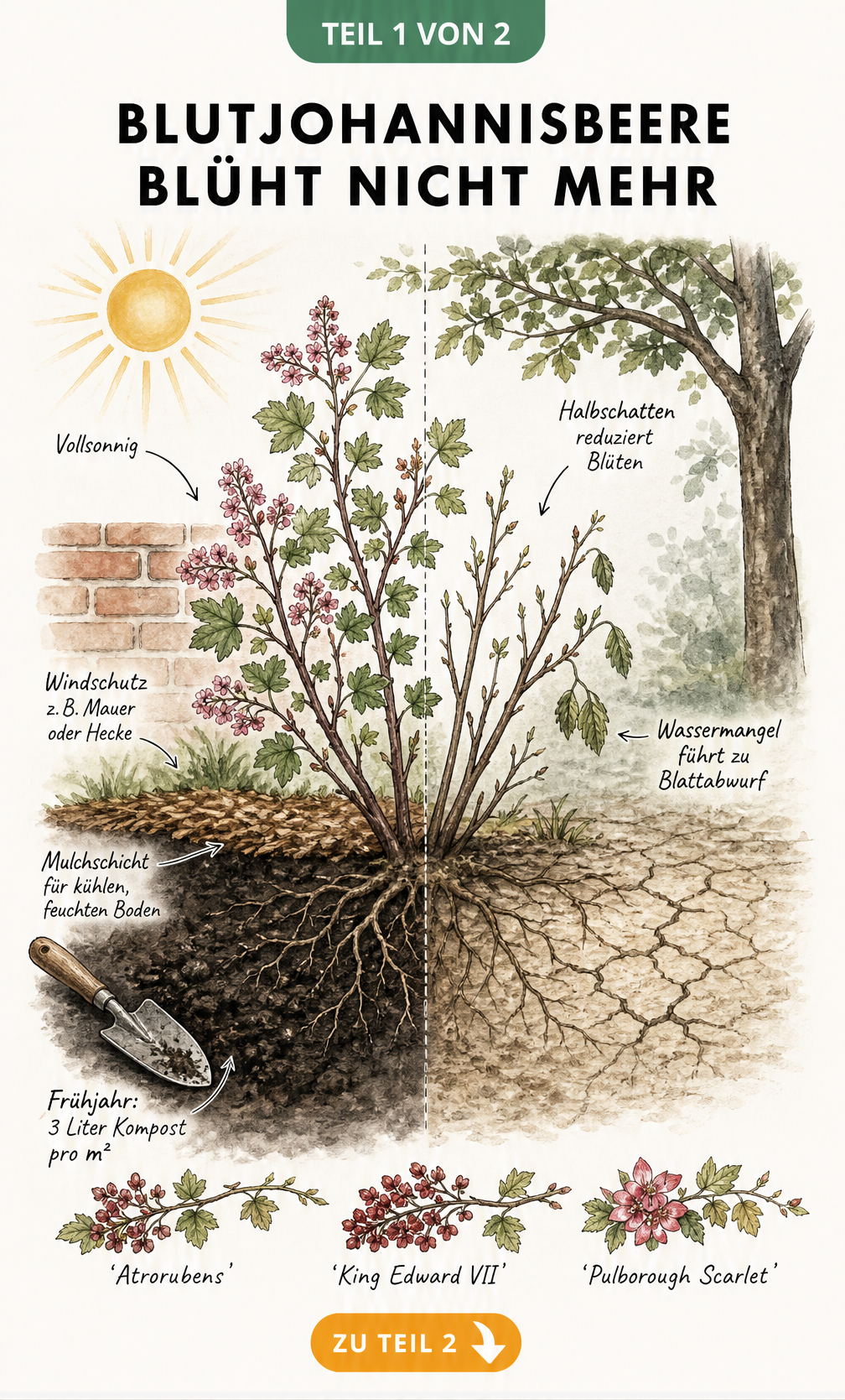 Illustration einer Blutjohannisbeere, die ideale Standortbedingungen wie Sonne und Humus mit Ursachen für fehlende Blüten wie Schatten und Trockenheit...