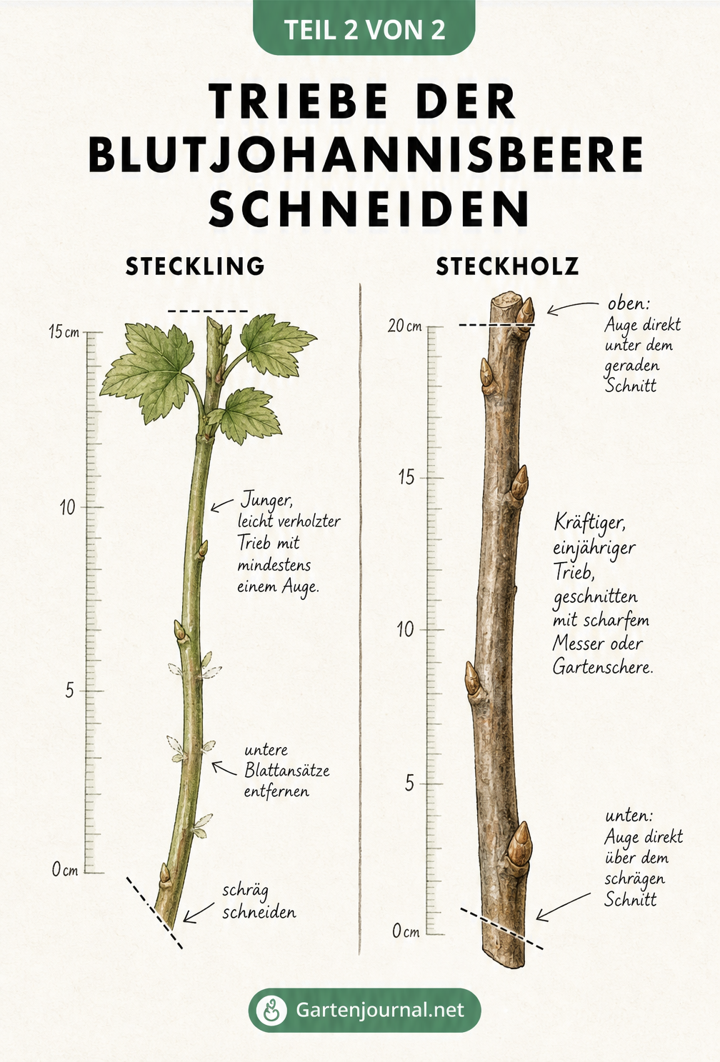 Detailzeichnung von Trieben der Blutjohannisbeere: Ein grüner Sommertrieb als Steckling und ein kahler Wintertrieb als Steckholz mit Schnittmarkierungen.