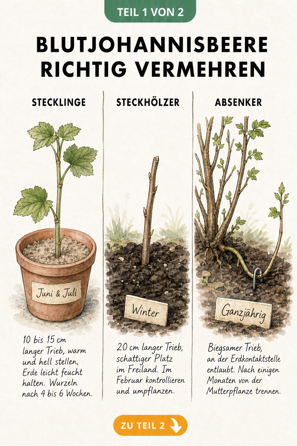 Illustration der drei Vermehrungsmethoden für Blutjohannisbeeren: Stecklinge im Sommer, Steckhölzer im Winter und Absenker ganzjährig.