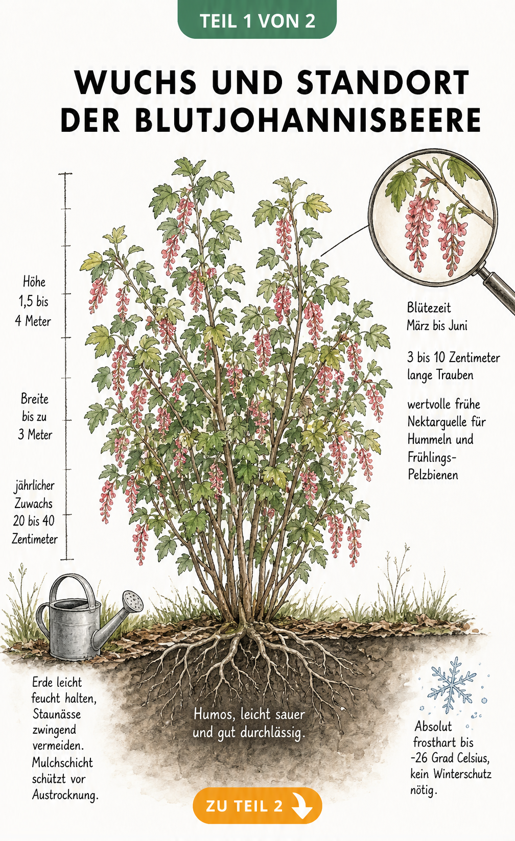 Botanische Illustration der Blutjohannisbeere mit Details zu Wuchs, Blütezeit, Standort und Frosthärte