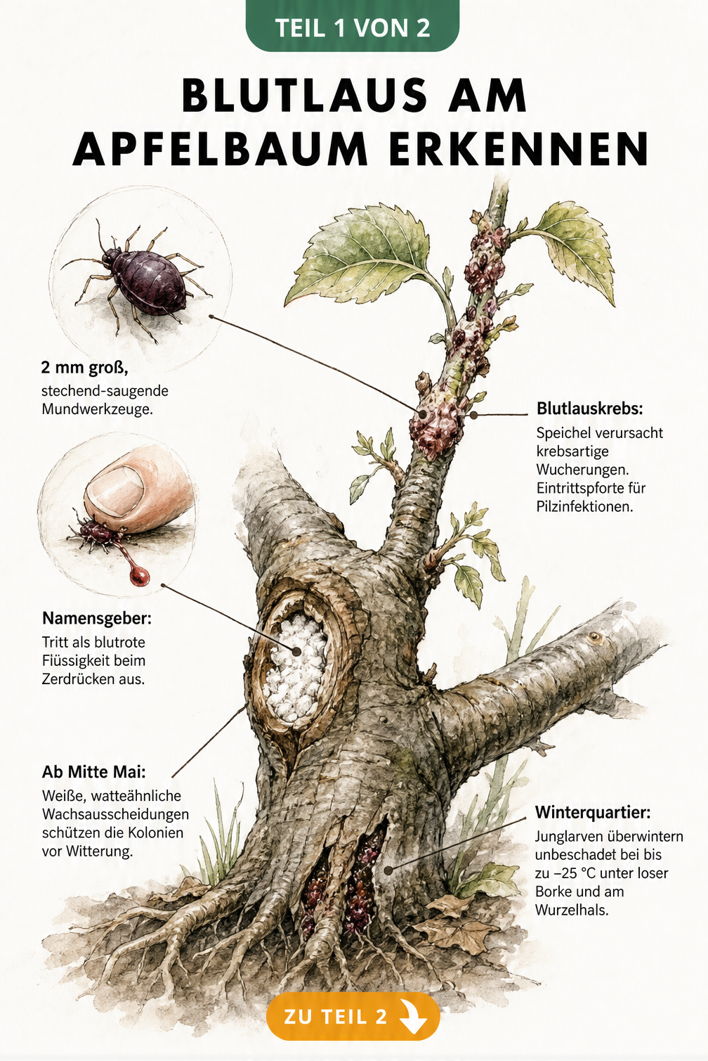 Botanische Illustration eines Apfelbaumastes mit Blutläusen, weißen Wachsausscheidungen und krebsartigen Wucherungen.