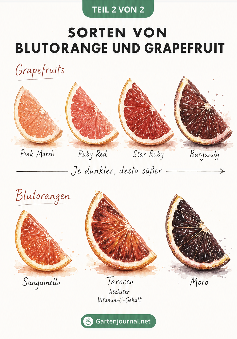 Aquarellierte Farbskala von Grapefruit- und Blutorangensorten, von zartrosa bis schwarzrot