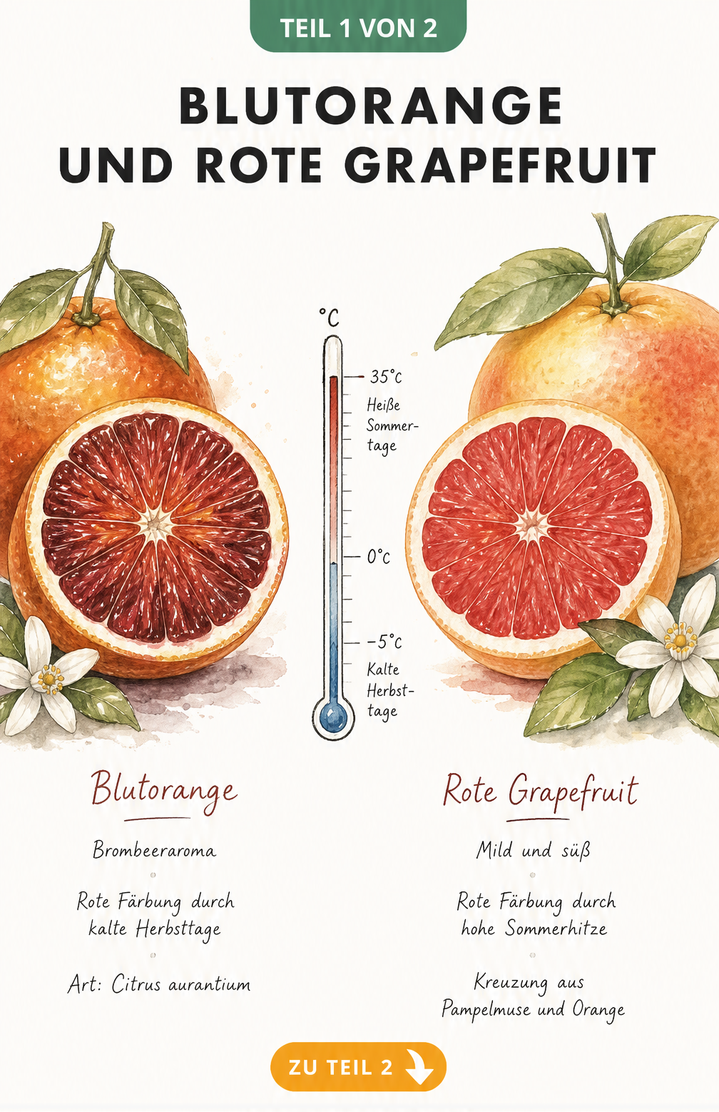 Botanische Illustration einer aufgeschnittenen Blutorange und einer roten Grapefruit mit Merkmalen und Thermometer-Skala