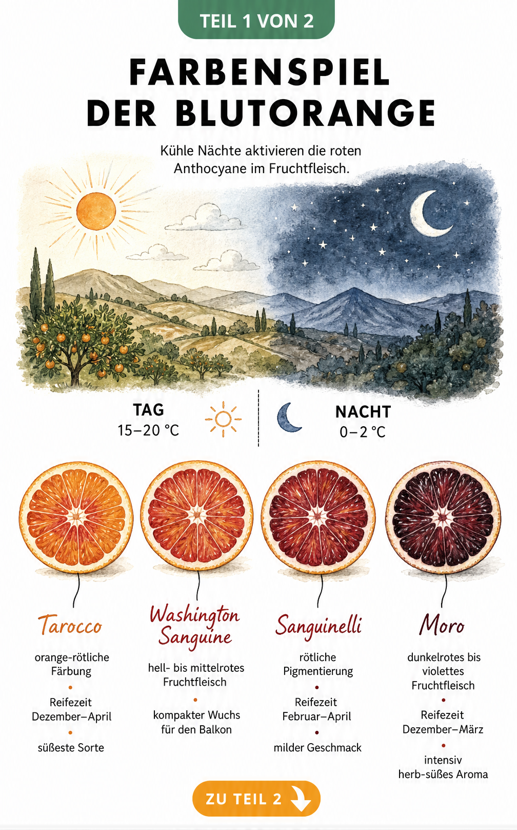 Illustration der Blutorangen-Sorten Tarocco, Washington Sanguine, Sanguinelli und Moro mit Farbverlauf und Temperaturangaben für die rote Färbung