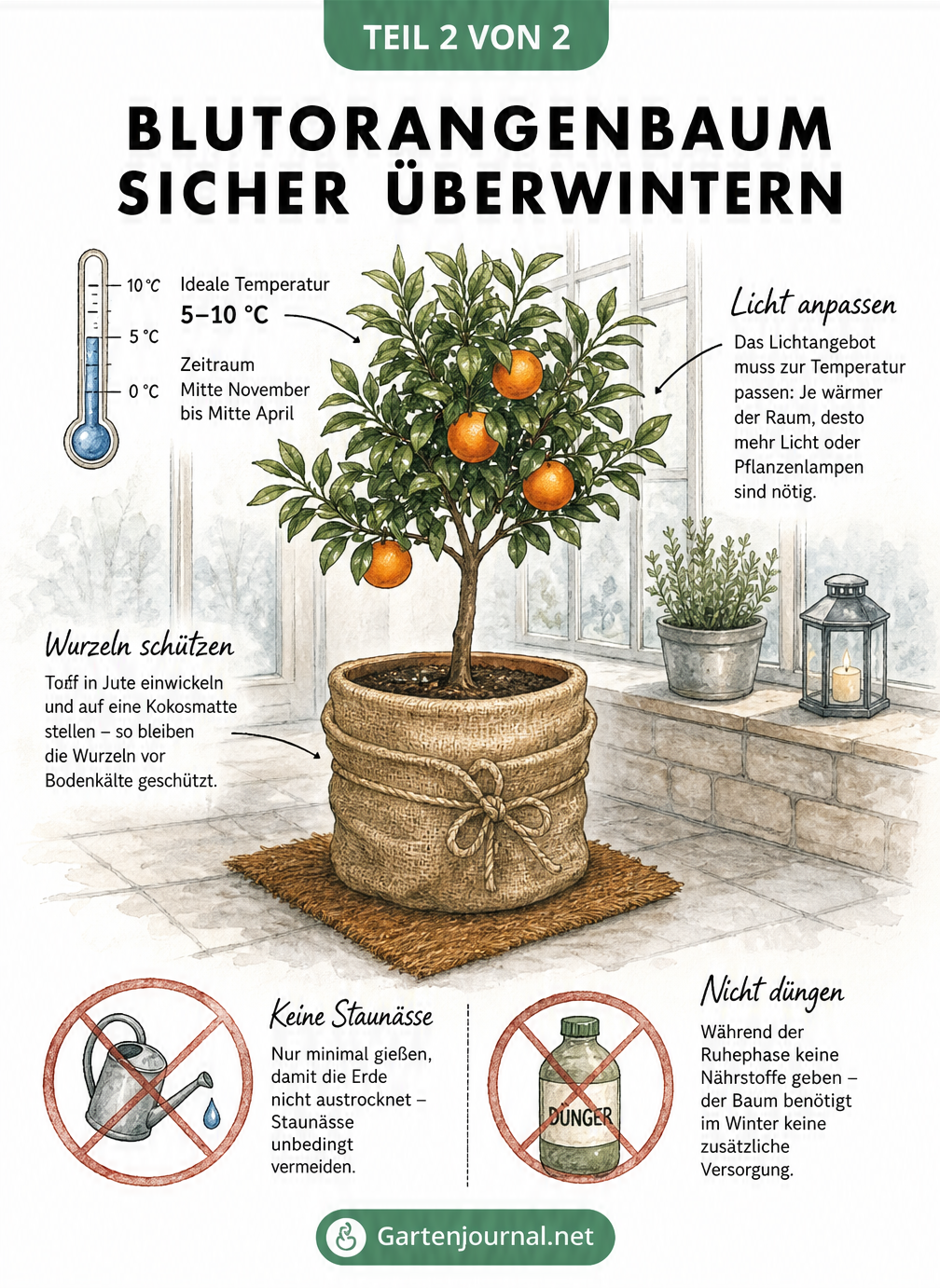 Illustration eines Blutorangenbaums im Winterquartier mit Temperaturangaben, Lichtbedarf und Hinweisen zum Gießen und Düngen