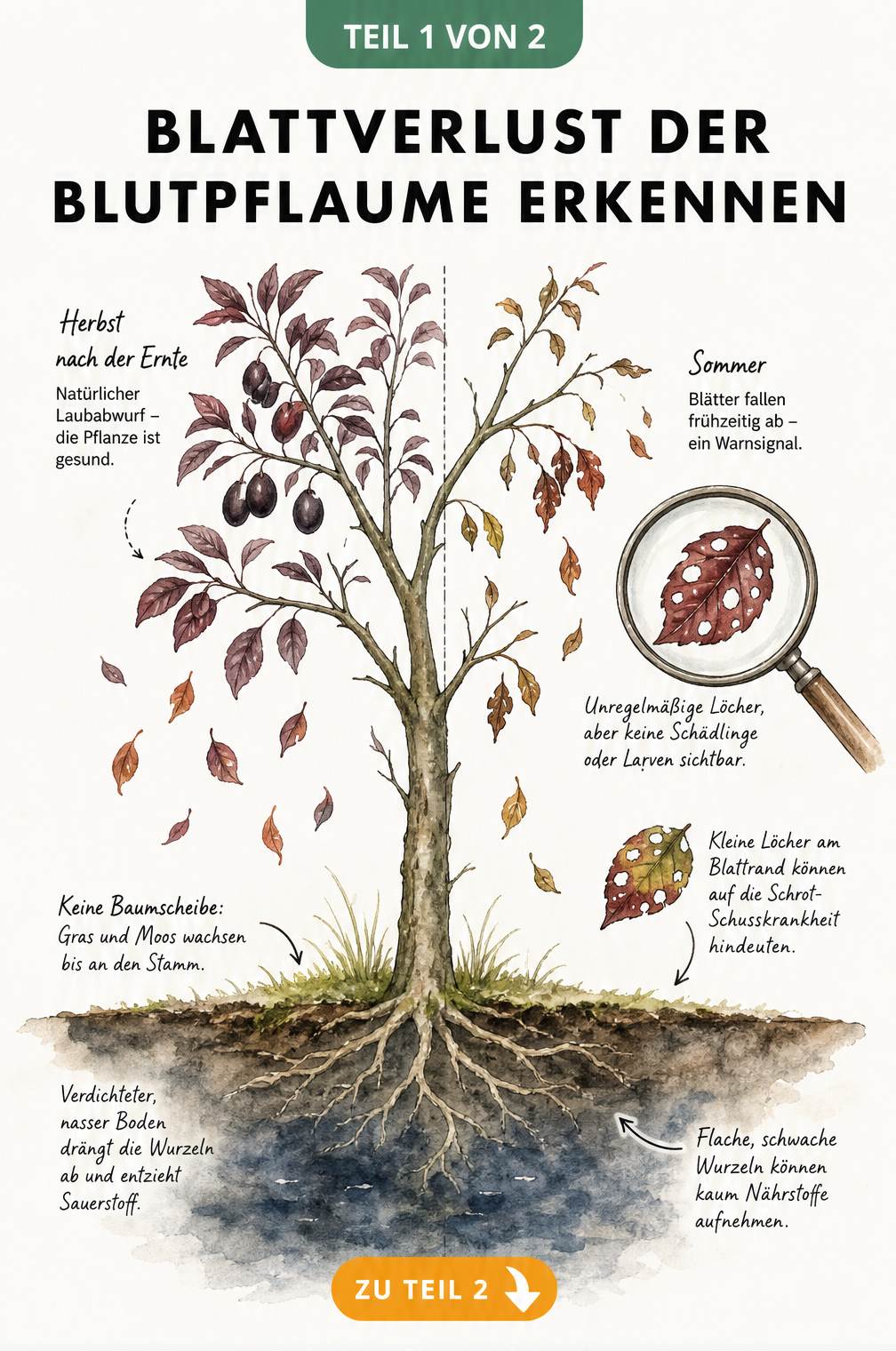 Botanische Illustration einer Blutpflaume mit Blattverlust, unregelmäßigen Löchern im Laub und Querschnitt des Bodens mit verdichteter Erde und fehlender...