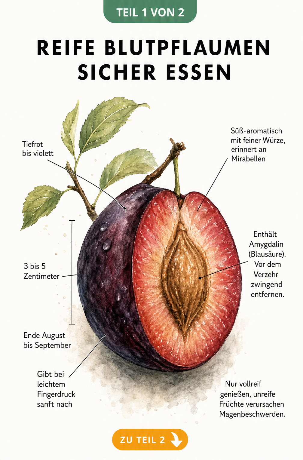 Botanische Illustration einer halbierten Blutpflaume mit Hinweisen zu Erntezeit, Aussehen und dem Blausäure-Gehalt im Kern