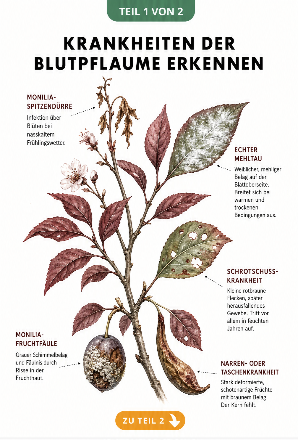 Botanische Illustration eines Blutpflaumenzweigs mit Schadbildern von Monilia, Echtem Mehltau und Schrotschusskrankheit