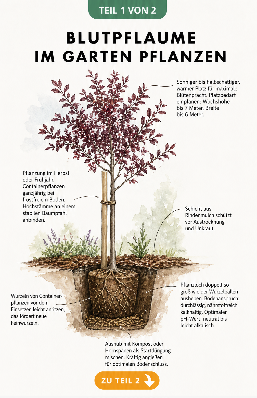 Botanische Illustration einer frisch gepflanzten Blutpflaume im Erdprofil mit Hinweisen zu Standort, Pflanzloch und Düngung