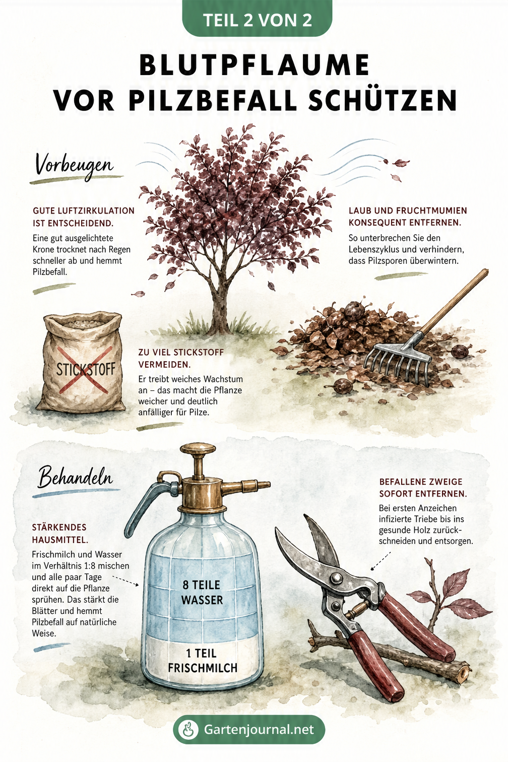 Illustration zur Pflege und Behandlung der Blutpflaume mit Hausmitteln wie einer Milch-Wasser-Mischung