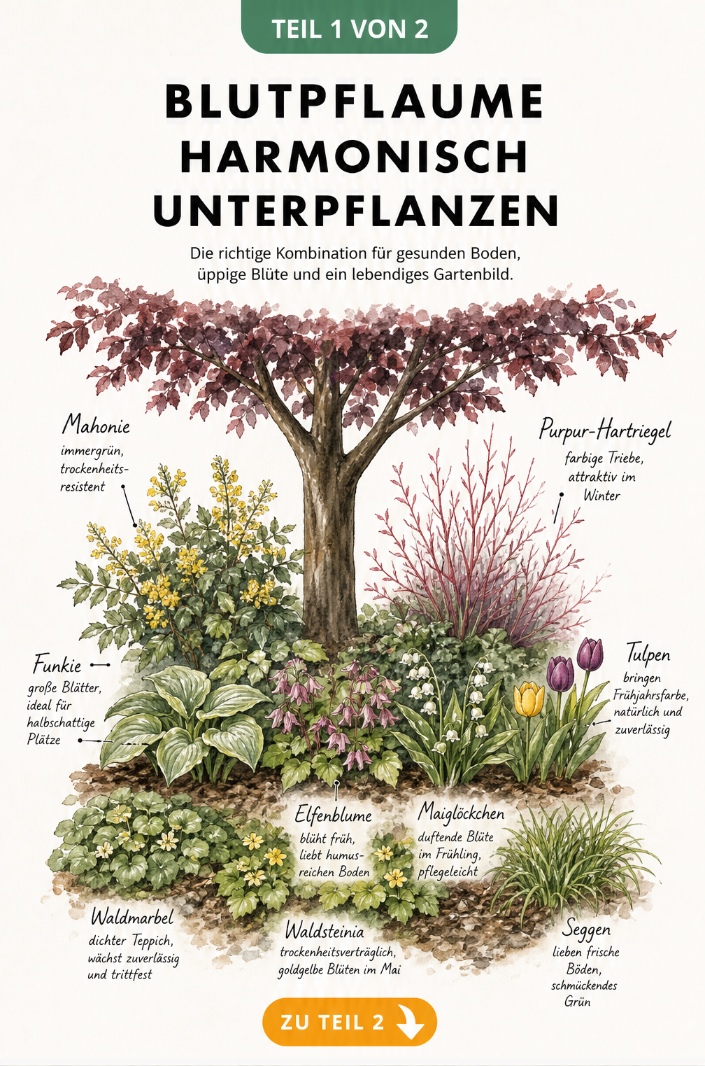 Aquarell-Illustration einer Blutpflaume mit harmonischer Unterpflanzung in drei Wuchshöhen