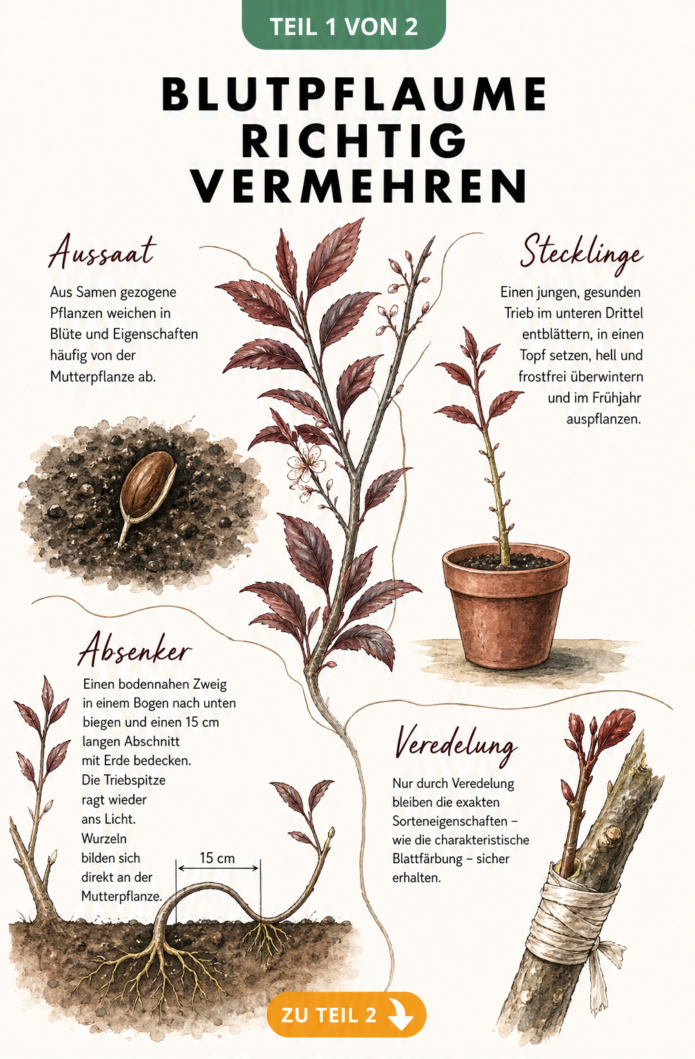 Botanische Illustration der Blutpflaume mit vier Vermehrungsmethoden: Aussaat, Stecklinge, Absenker und Veredelung
