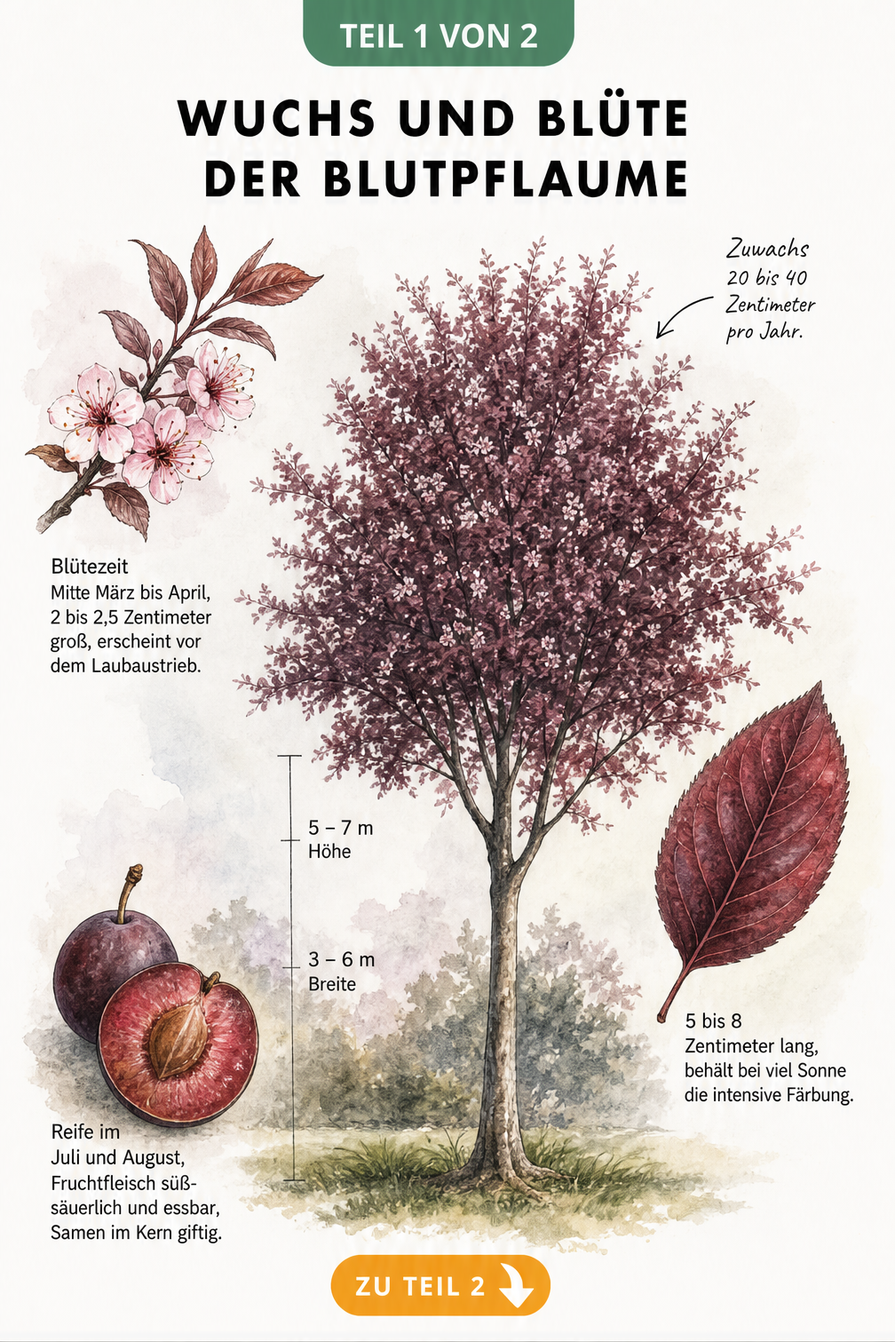 Botanische Illustration der Blutpflaume mit Wuchsform, Blüte, Blatt und Frucht